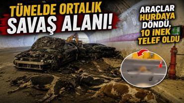 Şile Tünelinde Ortalık Savaş Alanına Döndü!  Araçlar Hurdaya Döndü, 10 İnek Telef Oldu